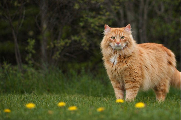 Cat Dewormer, Flea Treatment & Cat Meds
