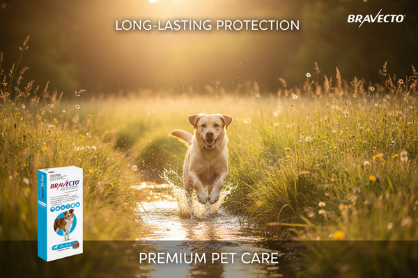 Bravecto for Large Dogs (44–88 lbs)