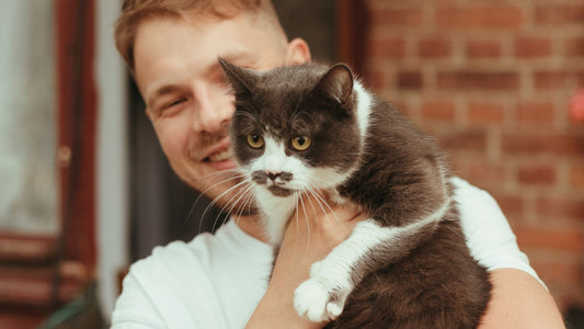 Best Flea Treatments for Cats: Effective Solutions