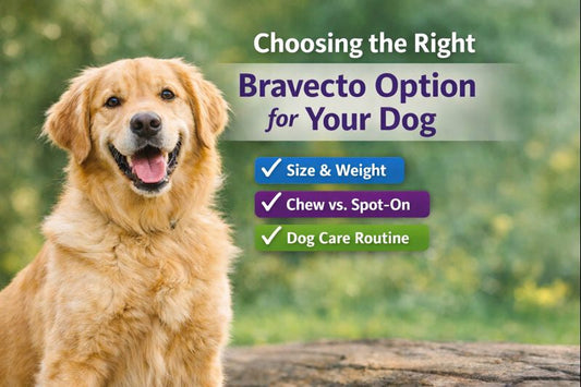 Choosing the Right Bravecto Option for Your Dog