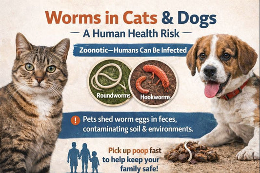 Worms in Dogs: Signs to Watch For (and How to Protect Your Family)