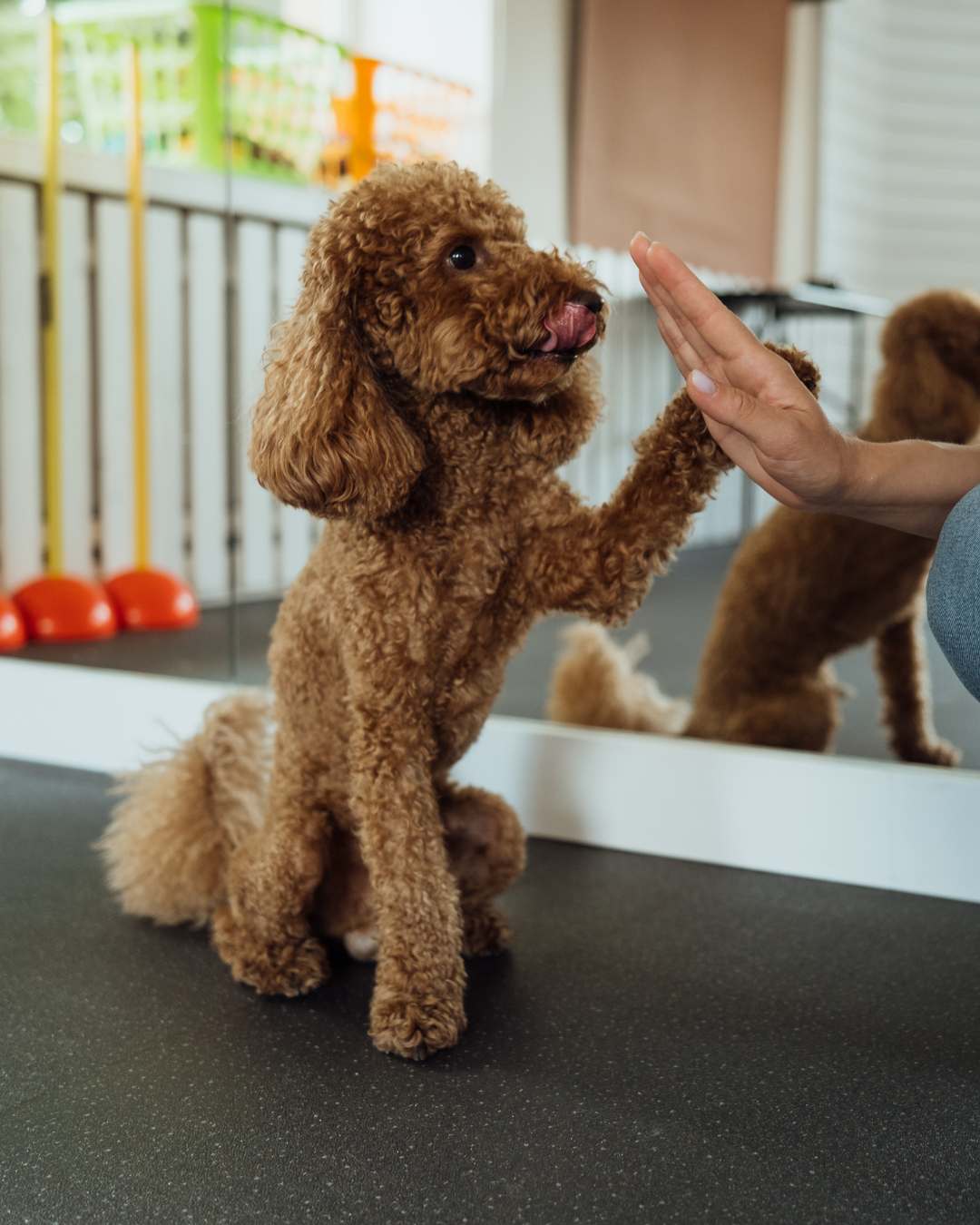 Flea Pills for Dogs Without the RX: The Complete Guide