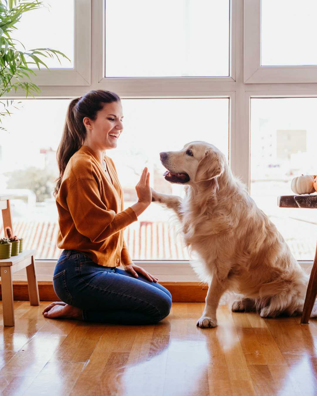 Smartway Pet Supplies: Revolutionizing Pet Health Care for International Customers