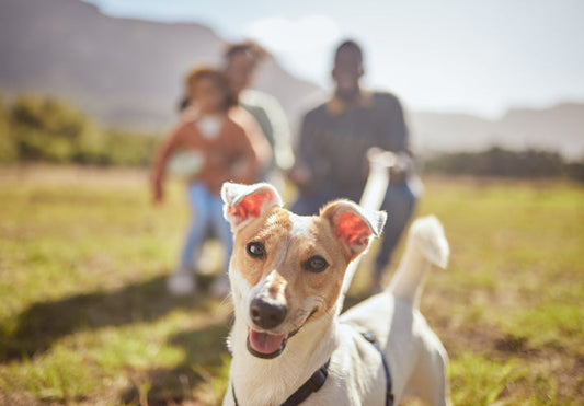 Dewormer for Dogs: The Complete Guide