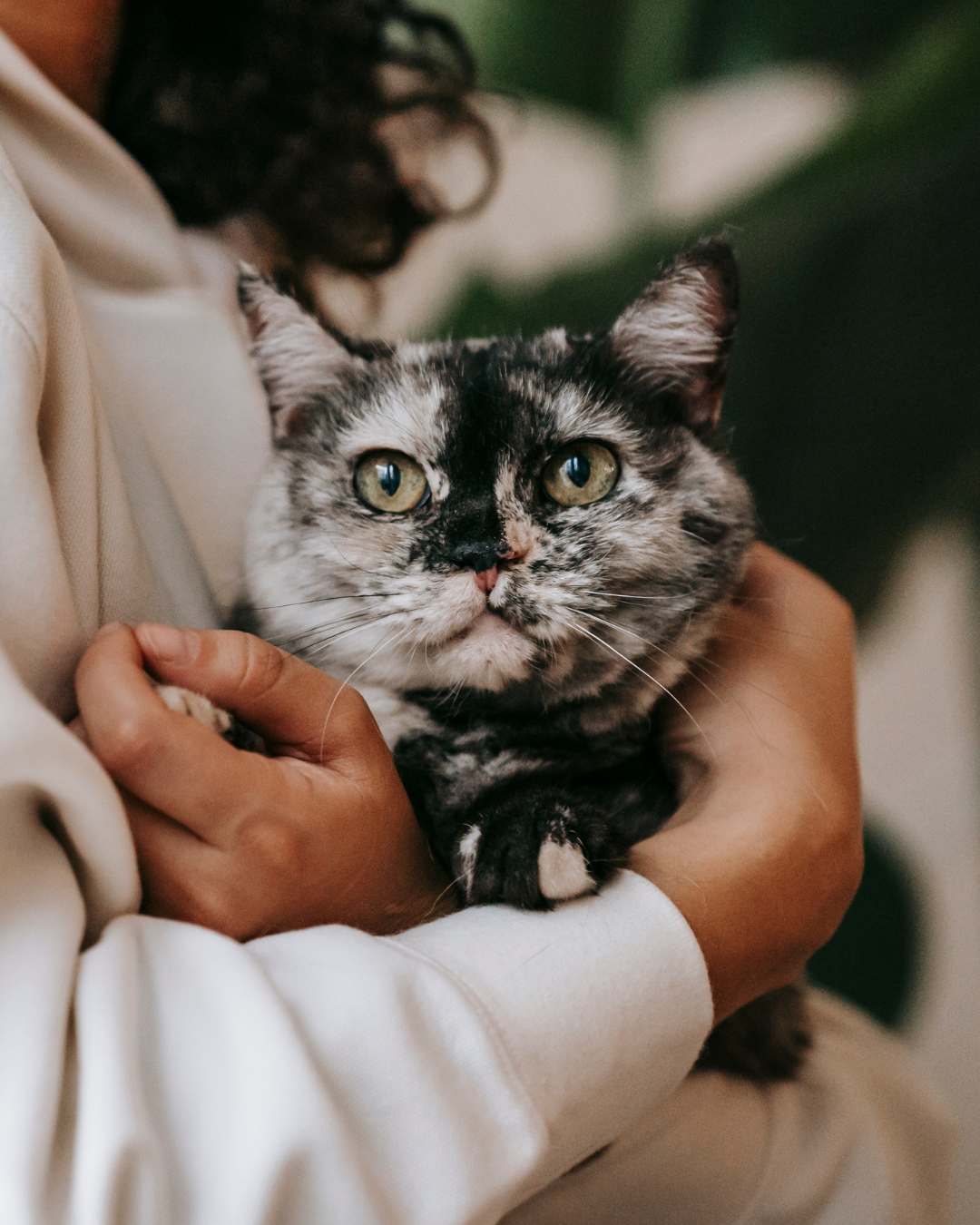 All Cat Health Products