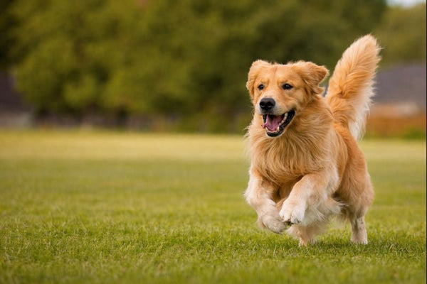 Dog Flea, Tick & Worming