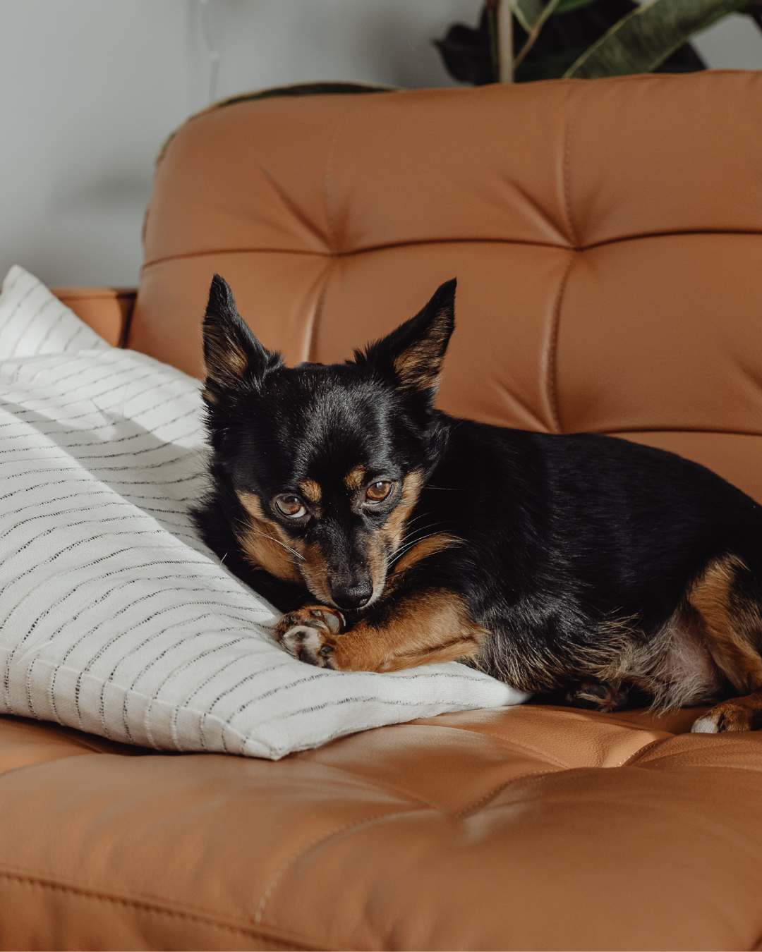 Dog Flea, Tick & Health Products