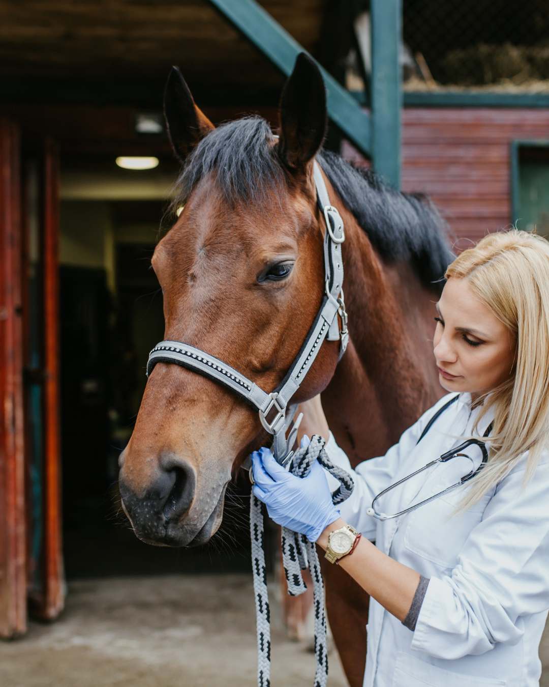 All Horse Health Products