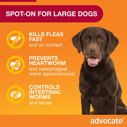 Advocate Spot-On for Large Dogs, 20.1-55 lbs, with a brown Labrador and key benefits.