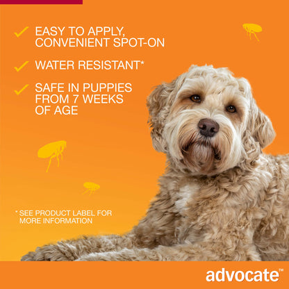 Fluffy golden dog against an orange background with Advocate product benefits and flea icons.