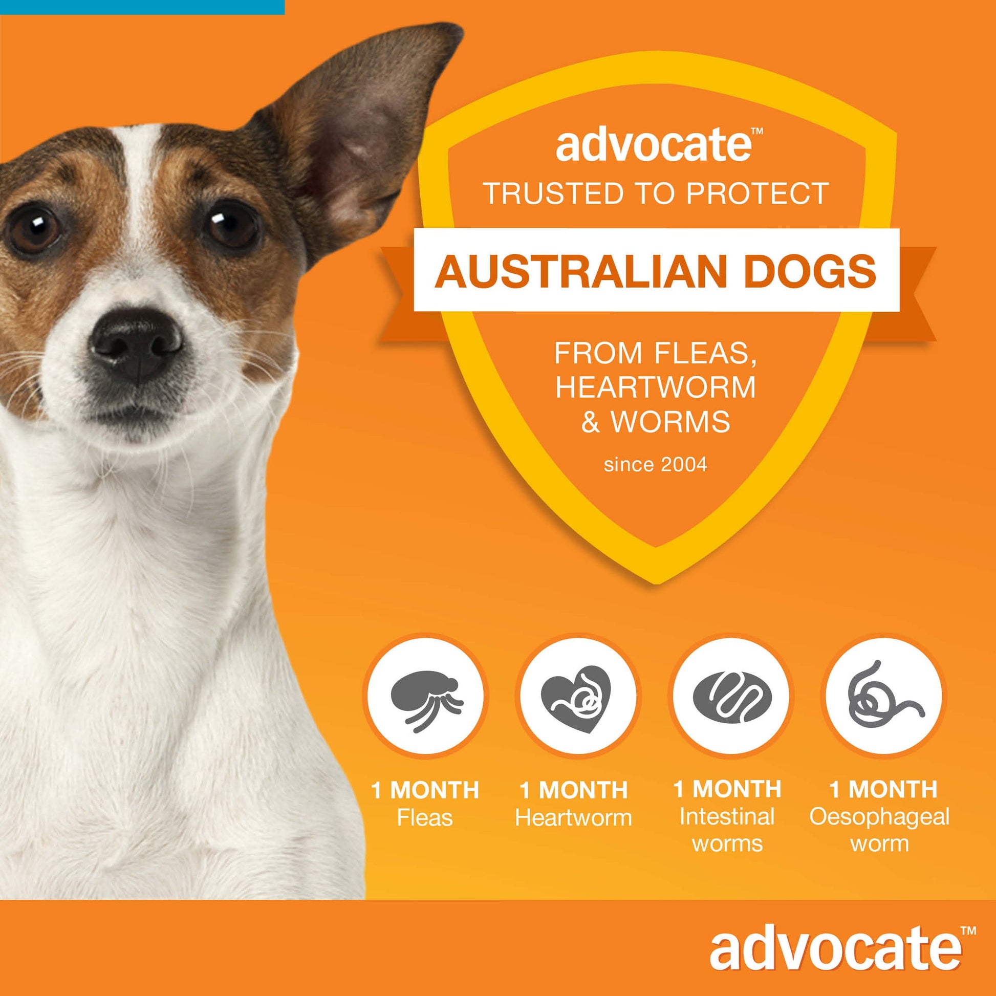White and brown Jack Russell dog with Advocate logo, shield, and parasite protection icons on an orange background.