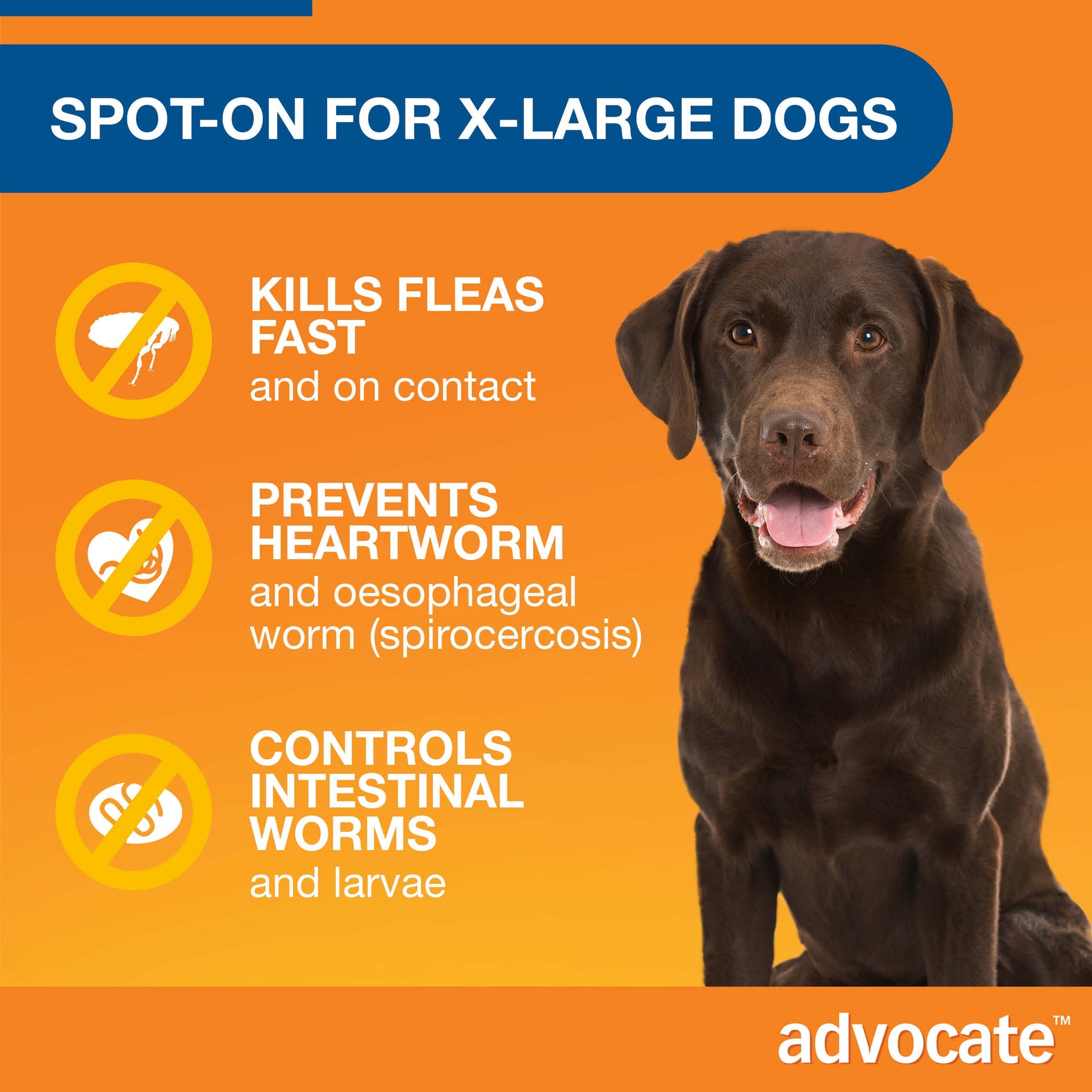 Brown Labrador with text "Spot-On for X-Large Dogs" and icons showing flea, heartworm, and worm prevention.