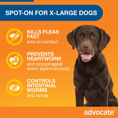 Brown Labrador with text "Spot-On for X-Large Dogs" and icons showing flea, heartworm, and worm prevention.