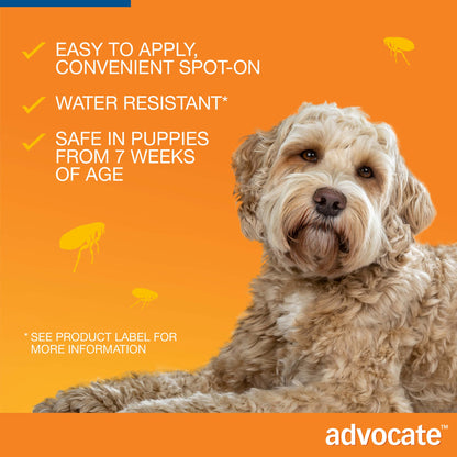 Fluffy beige dog looking at camera, with text "Advocate Spot-On" and flea icons on an orange background.