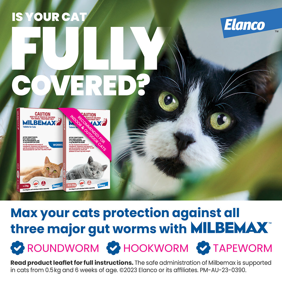 Milbemax Allwormer cat small 1.1-4.4lbs 2pk, with two boxes and a black and white cat.