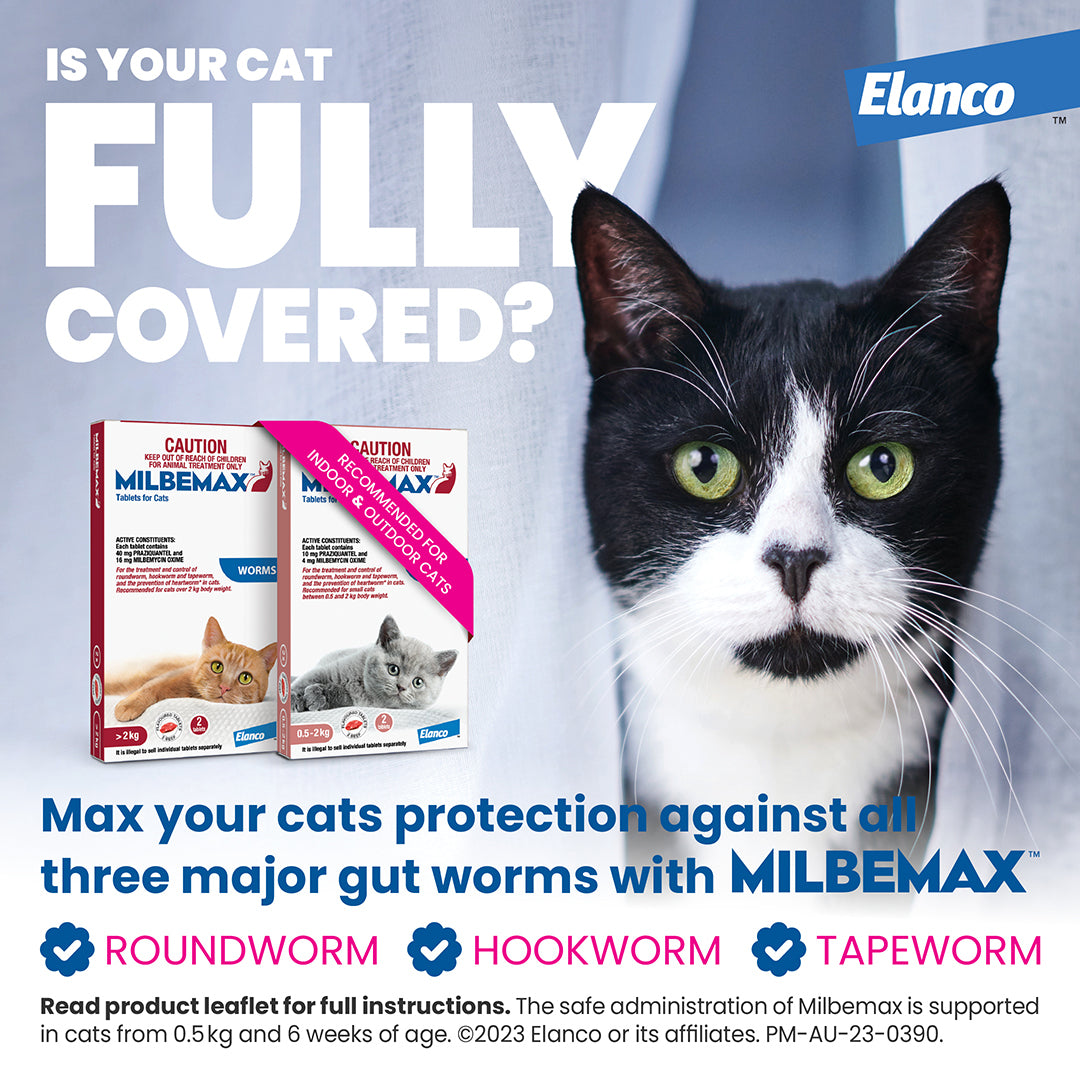 Black and white cat with green eyes next to two red Milbemax cat allwormer boxes for small cats.