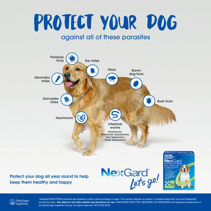 Golden retriever with blue parasite icons and NexGard Spectra yellow box for small dogs.