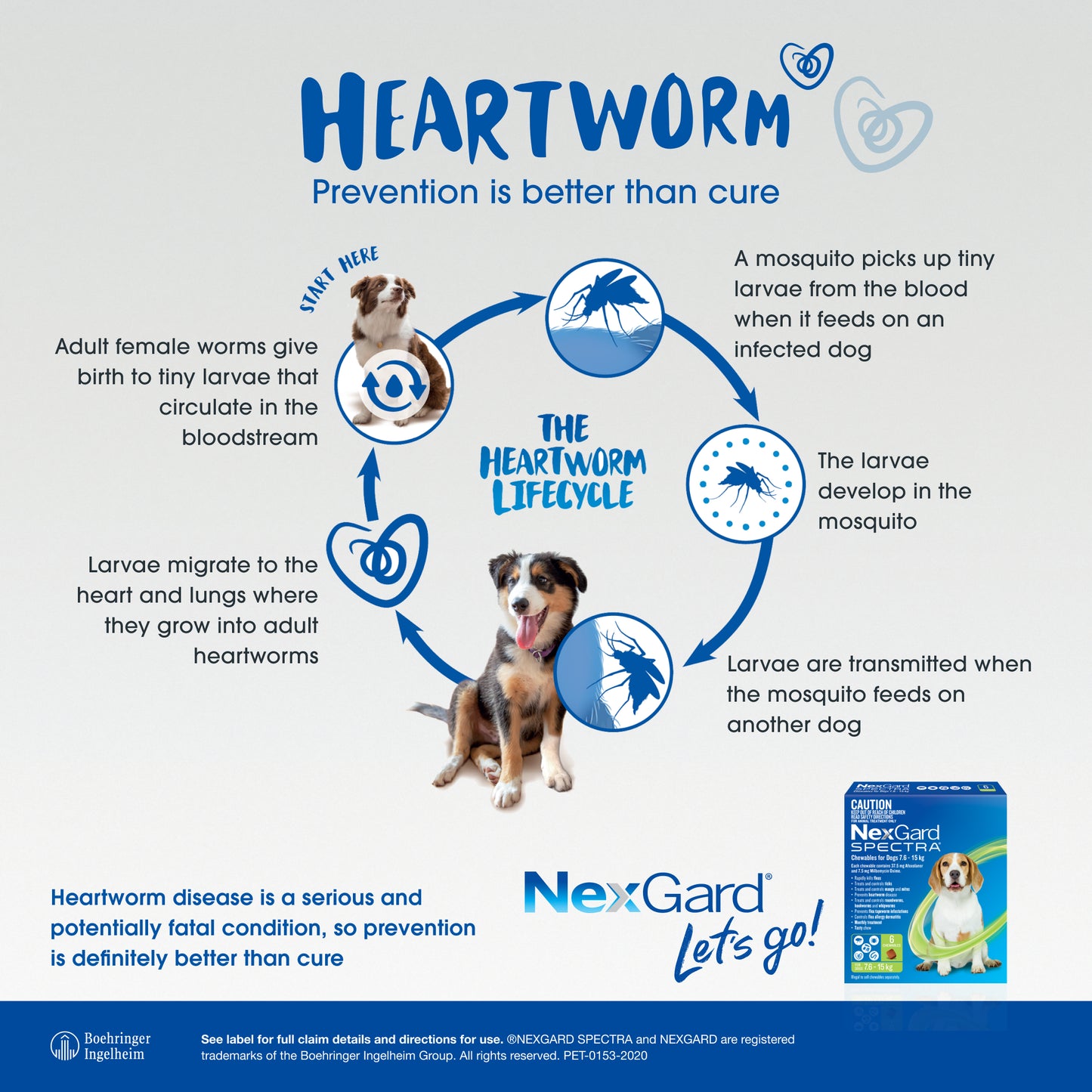 Infographic detailing the heartworm lifecycle in dogs, with NexGard Spectra product box.