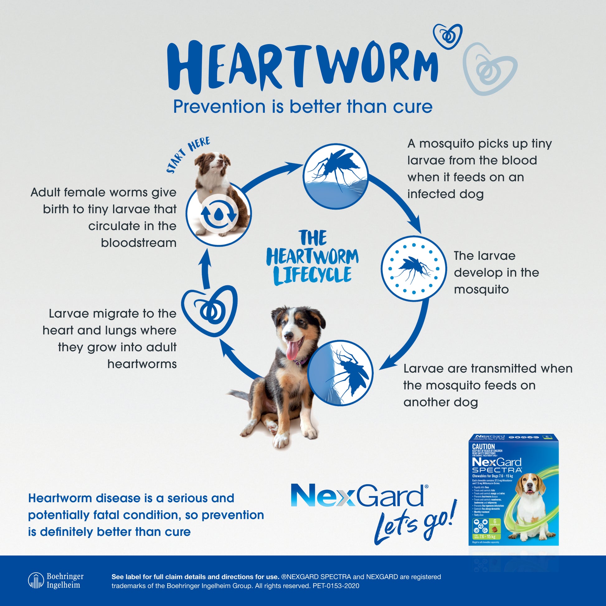 Infographic detailing the heartworm lifecycle in dogs, with NexGard Spectra product box.