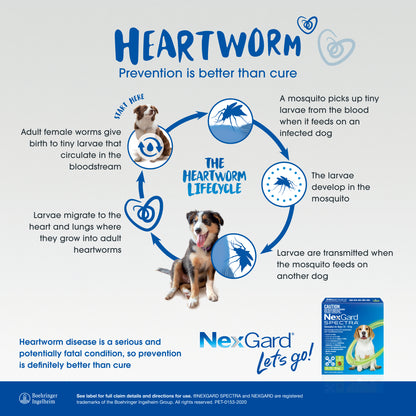 Infographic detailing the heartworm lifecycle in dogs, with NexGard Spectra product box.