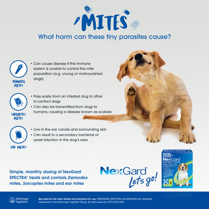 Golden retriever puppy scratching, with text explaining mite types and NexGard Spectra.