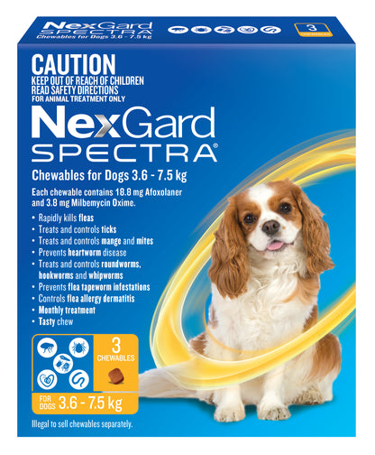 Blue NexGard Spectra box for small dogs (3.6-7.5 kg) with a Cavalier King Charles Spaniel.