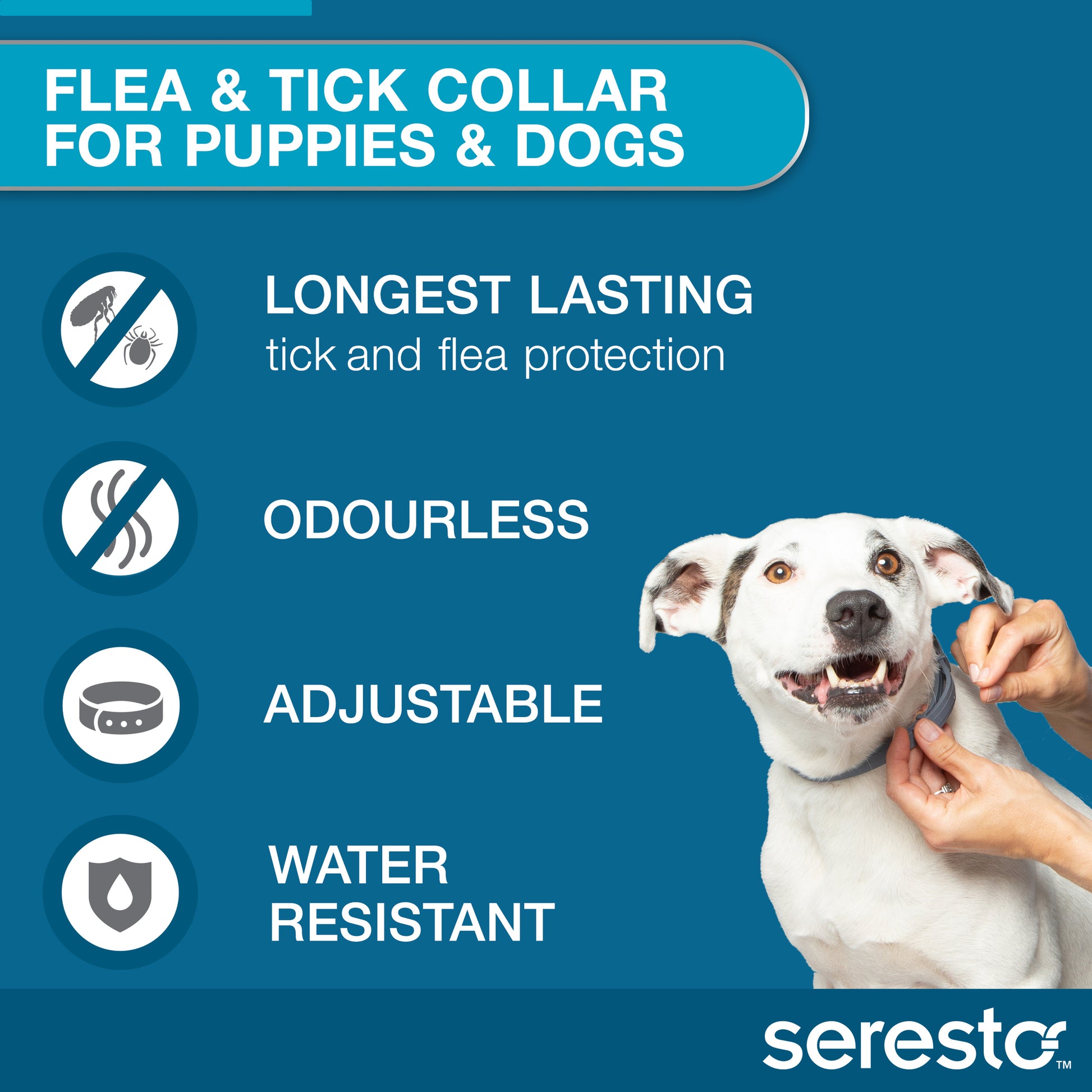 White dog wearing a blue Seresto flea and tick collar, with key features listed.