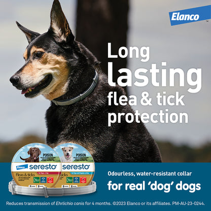 Happy dog wearing Seresto flea and tick collar, trusted protection for large breeds