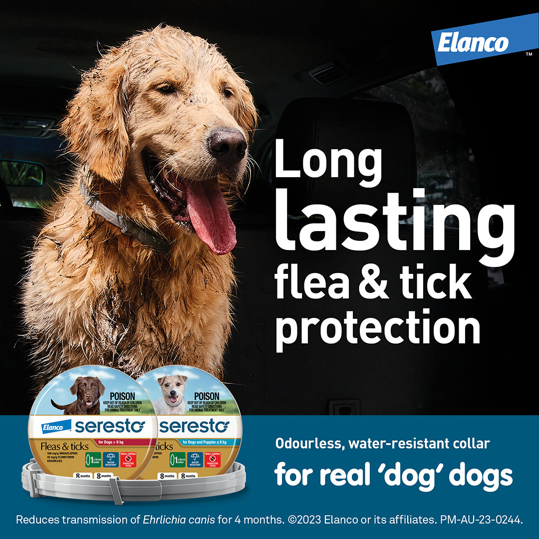 Wet golden retriever wearing a Seresto flea and tick collar, with two product packages.