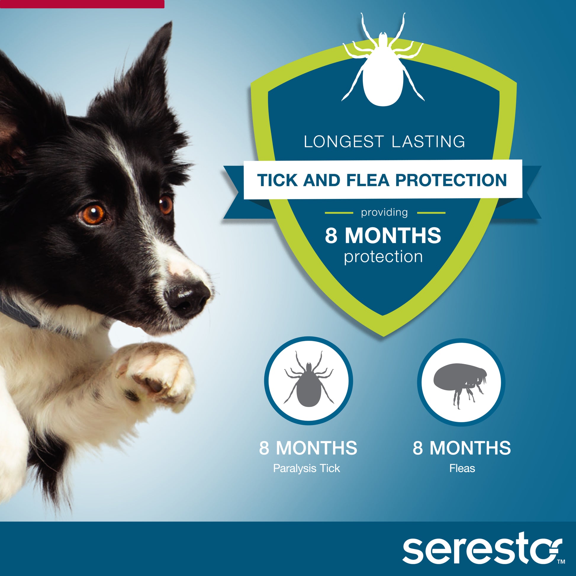 Seresto collar infographic showing 8 months flea and tick prevention