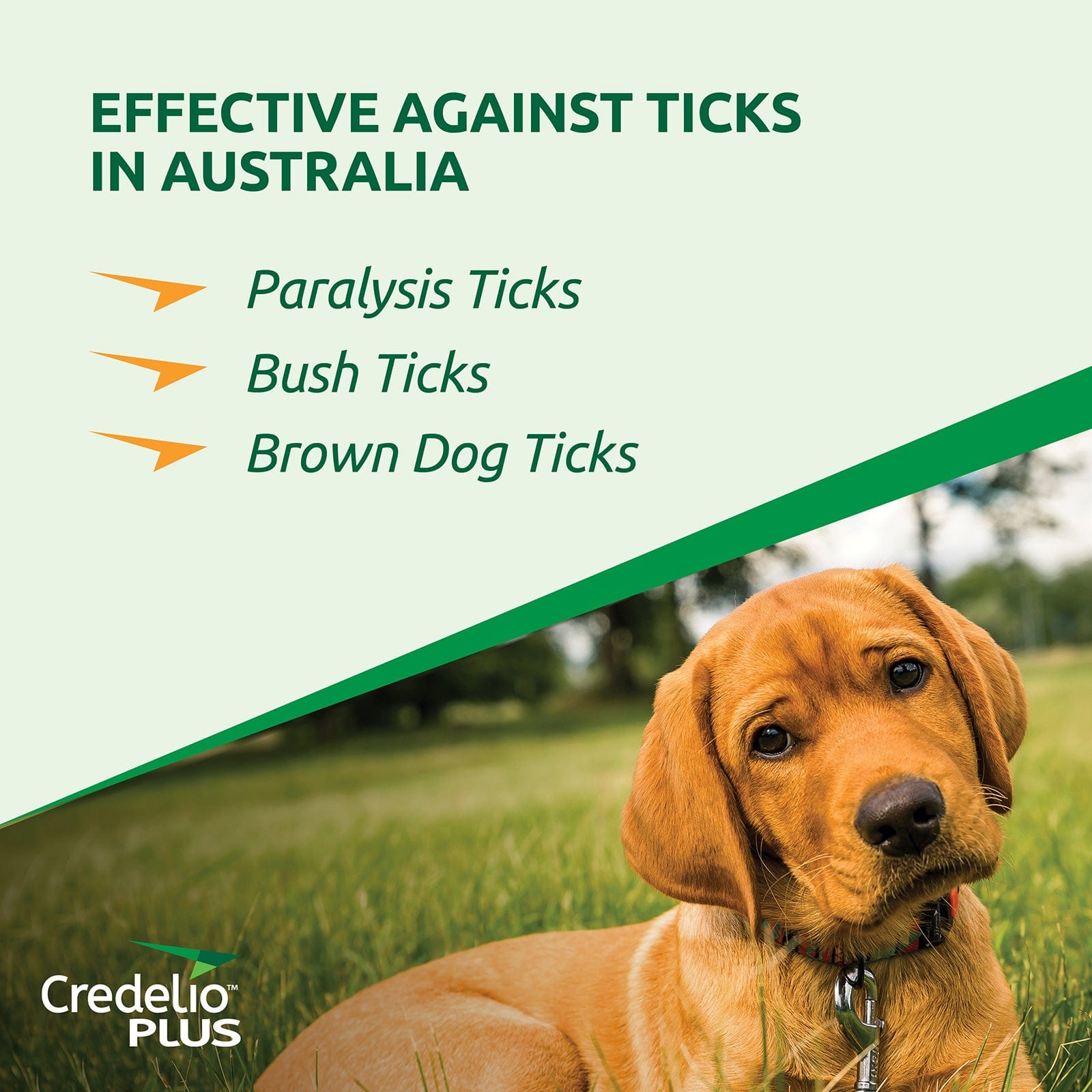Credelio Dog Health Credelio™ PLUS Orange For Medium  Dogs 5.5-11 kg
